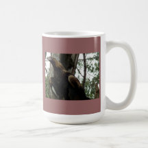 Wedge Tail Eagle Stare Coffee Mug