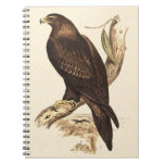 Wedge-tailed Eagle ftom Australia. Huge Bird.