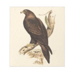 Wedge-tailed Eagle ftom Australia. Huge Bird.