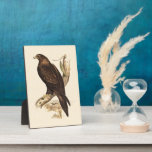 Wedge-tailed Eagle ftom Australia. Huge Bird. Photo Plaques