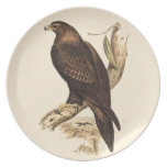 Wedge-tailed Eagle ftom Australia. Huge Bird. Plate