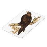Wedge-tailed Eagle ftom Australia. Huge Bird. Vinyl Magnet