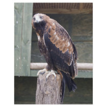 Wedgetail Eagle flyers by BordersPhotography Wedgetail Eagle flyers