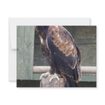 Wedgetail Eagle invitations by BordersPhotography Wedgetail Eagle invitations
