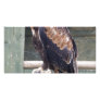 Wedgetail Eagle Custom Photo Card