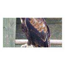 Wedgetail Eagle Photo Greeting Card