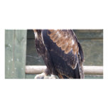 Wedgetail Eagle Photo Greeting Card