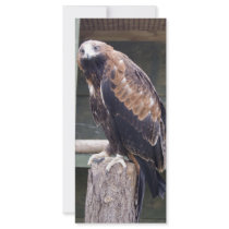 Wedgetail Eagle Rack Card Design