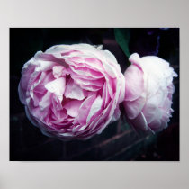 Wedgwood Rose Print