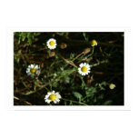 Wee bit of Daisy