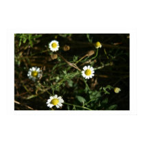 Wee bit of Daisy posters