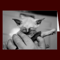 Wee Kitten Held with Love cards