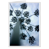 Weed cards by Fabio_Keiner Weed cards