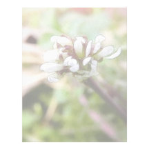 Weed Flower - Bittercress Custom Letterhead