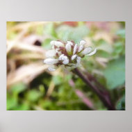 Weed Flower - Bittercress print