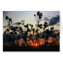 Weeds and Sunset cards by kchwxdr Weeds and Sunset cards
