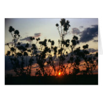 Weeds and Sunset cards by kchwxdr Weeds and Sunset cards
