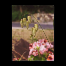 Weeds in my Garden Postcard