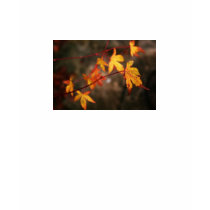 Weeping Autumn Fitted Ladies Shirt