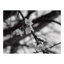 Weeping Cherry 1 posters