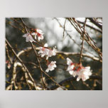 Weeping Cherry 2 Print