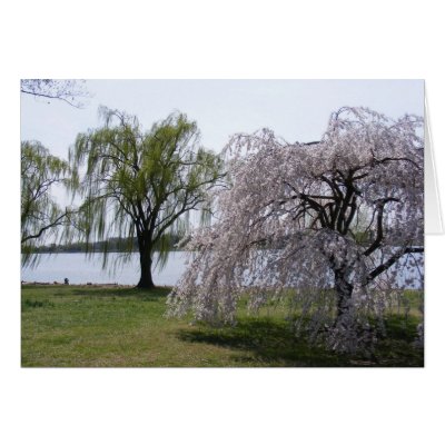 Weeping Willow Bloom