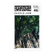 Weeping Fig postage by TravellingSue Weeping Fig postage