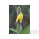 Weeping Lily Sympathy Card