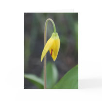 Weeping Lily Sympathy Card