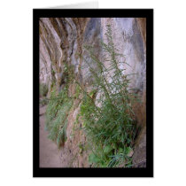 weeping rock wall card