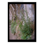 weeping rock wall card