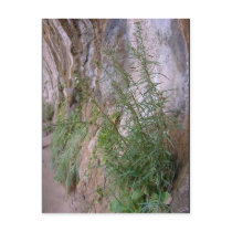 weeping rock wall postcards