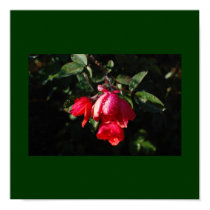 Weeping Roses posters by donnierocky Weeping Roses posters