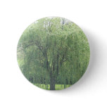 Weeping WIllow