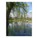 Weeping Willow posters