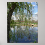 Weeping Willow Print