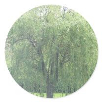 Weeping WIllow Round Stickers