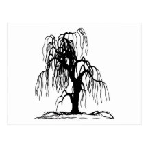 Weeping Willow Tree Post Cards