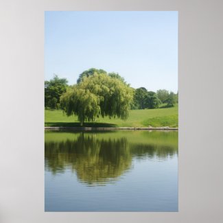 Weeping willow tree posters.