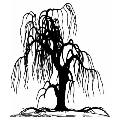 weeping willow tree photo