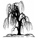 WEEPING WILLOW TREE T SHIRT