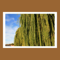 Weeping Willow with Blue Sky posters