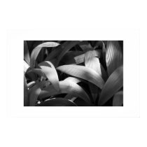 Weiamea Flora posters