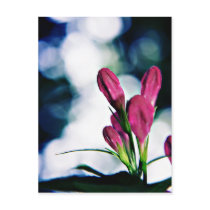 Weigela (buds and bokeh) art postcard postcards