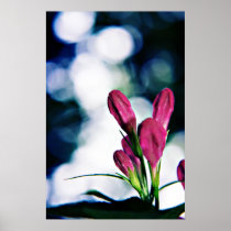 Weigela (buds and bokeh) Print posters