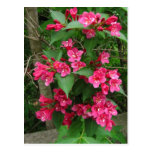 Weigela Bush ~ postcard