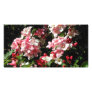 Weigela. Pretty Pink Flowers. Photo Card Template