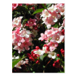 Weigela. Pretty Pink Flowers. Postcards