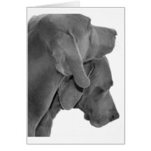 Weim Portrait - Black & White Greeting Cards