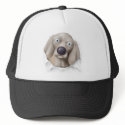 Weimaraner Busting Out hat